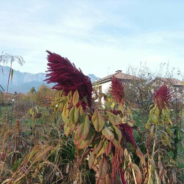 Amaranthus hypochondriacus Flower