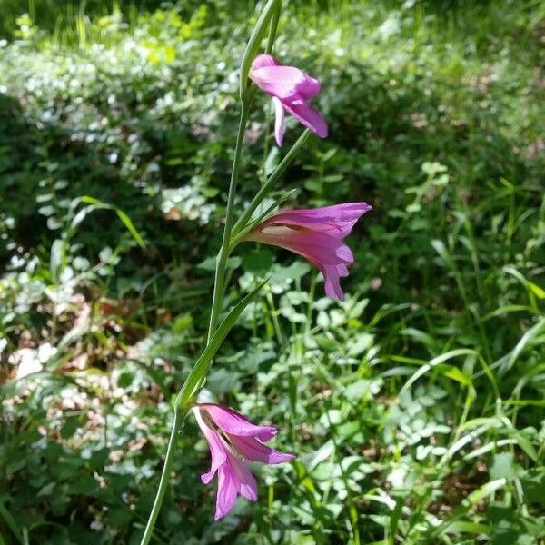 Gladiolus italicus Flor