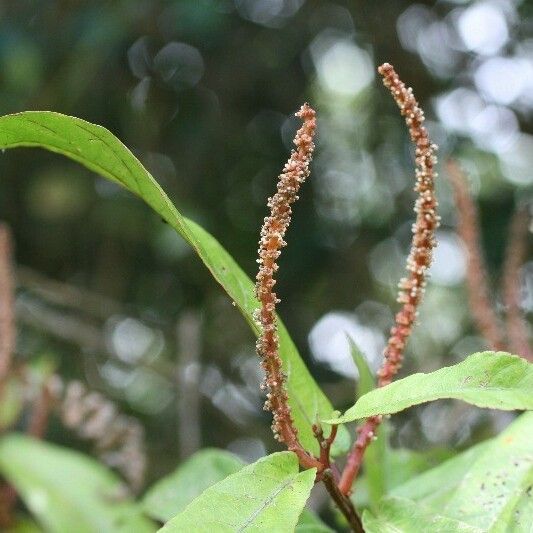 Acalypha integrifolia Blüte