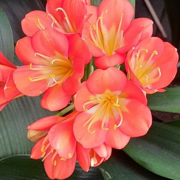 Clivia miniata Flor