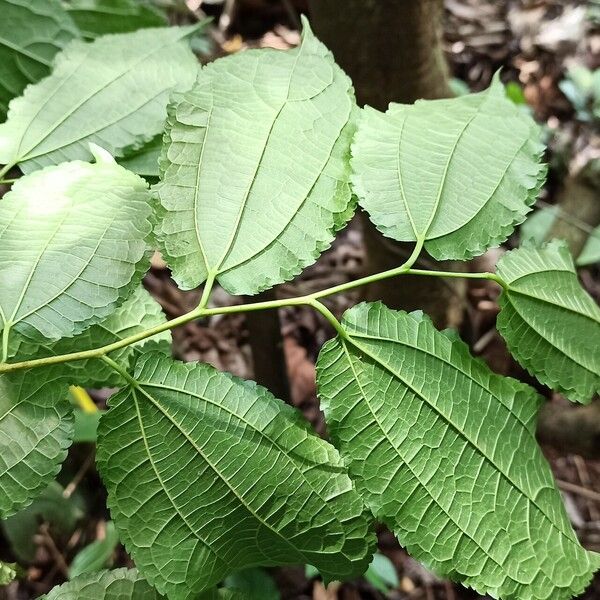 Afromorus mesozygia Leaf