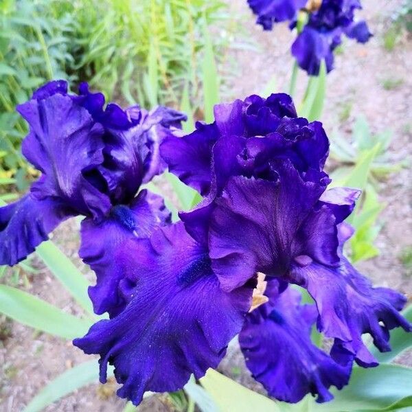 Iris barbatula Flower