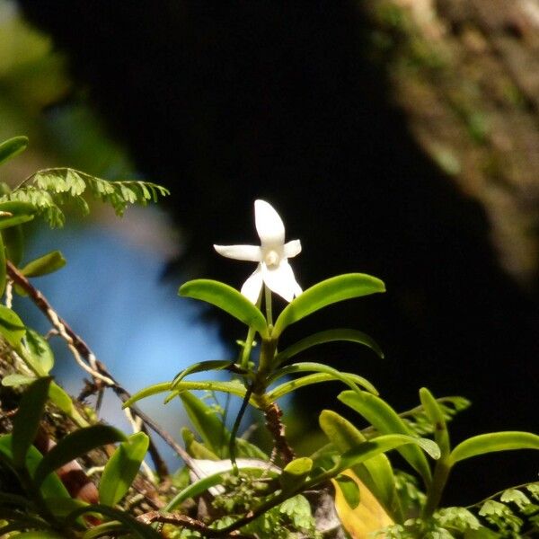 Angraecum ramosum Облик