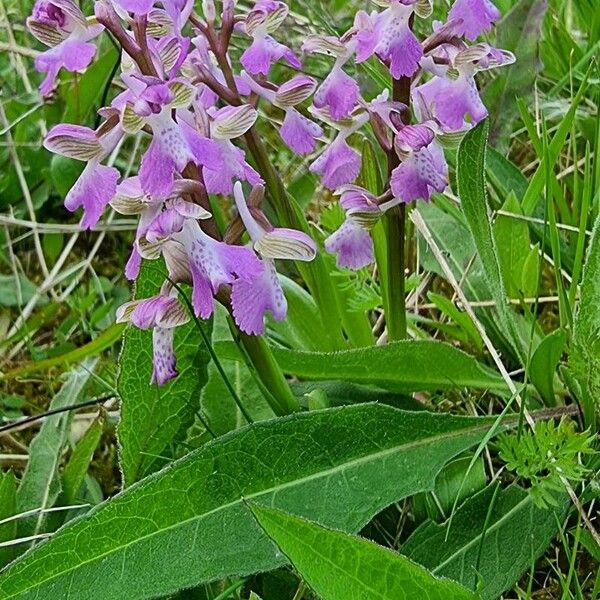 Anacamptis morio Žiedas