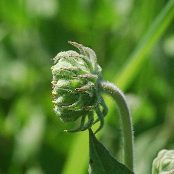 Helianthus mollis Blomst