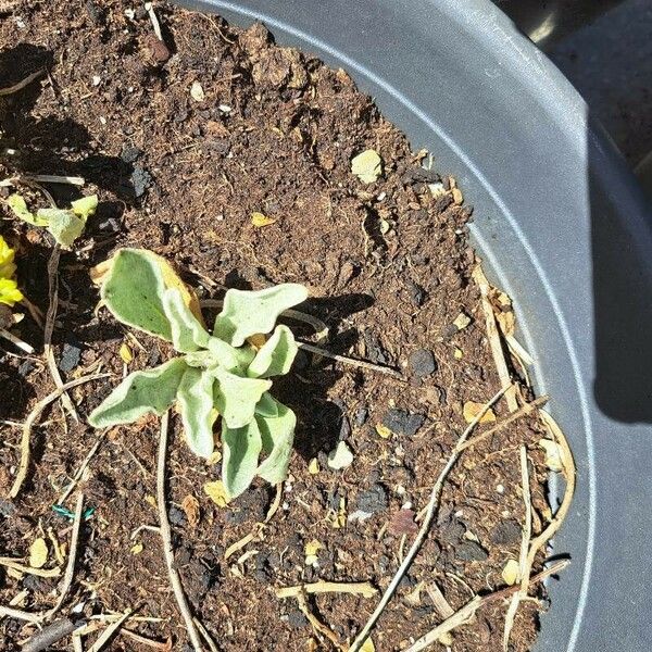 Silene banksia Leaf