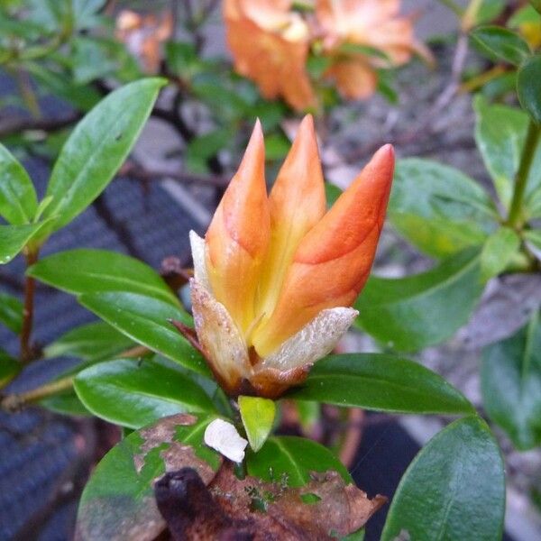 Rhododendron acrophilum Květ