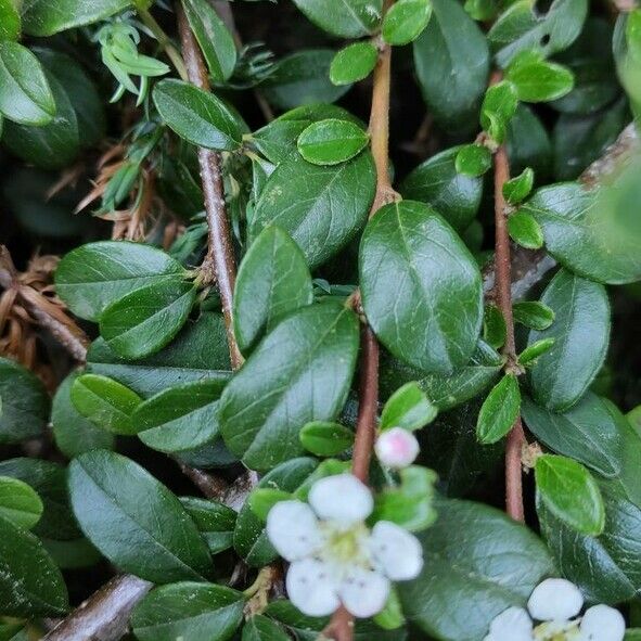 Cotoneaster dammeri Leaf