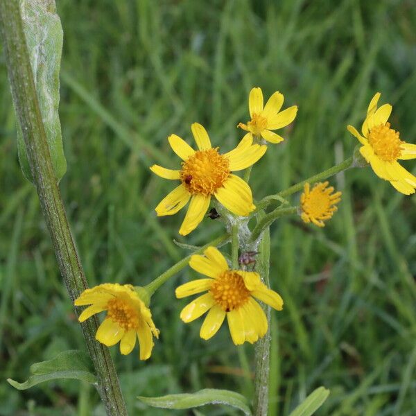 Tephroseris longifolia Flor