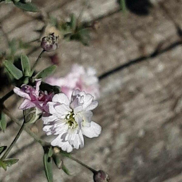 Gypsophila repens Blüte