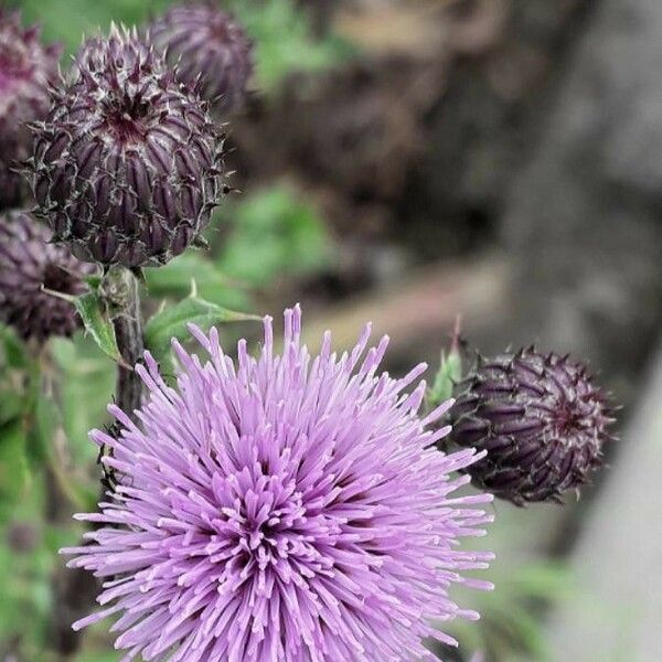 Cirsium arvense Цвят