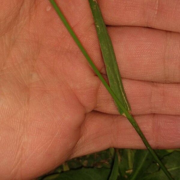 Paspalum dilatatum Leaf