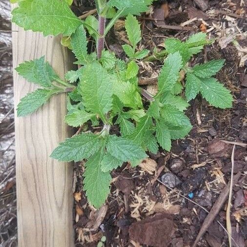 Stachytarpheta indica 叶