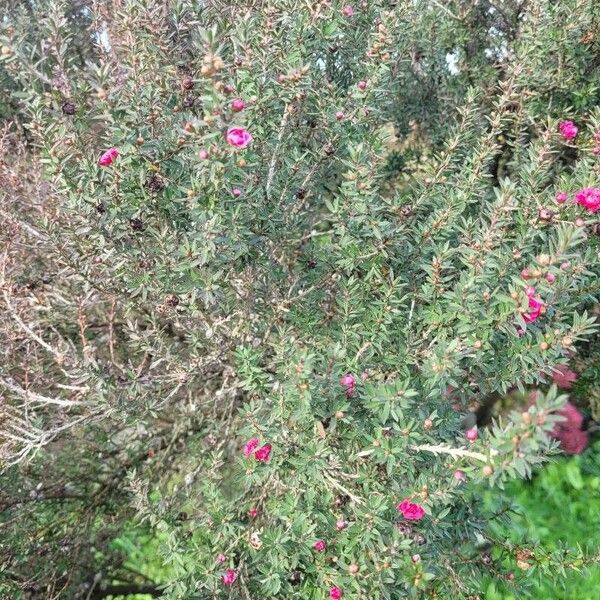 Leptospermum scoparium Leaf