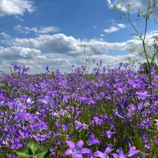 Campanula patula Кветка