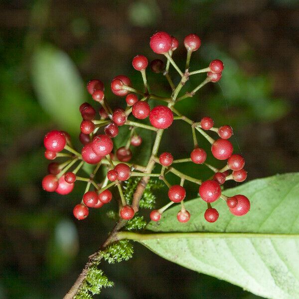 Ardisia guianensis Fruto