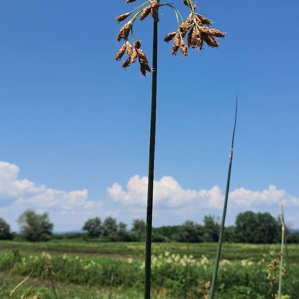 Schoenoplectus lacustris ᱵᱟᱦᱟ