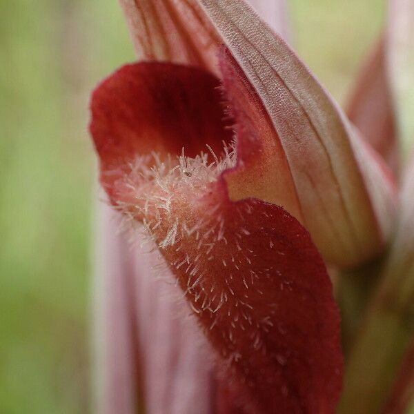 Serapias vomeracea Flower