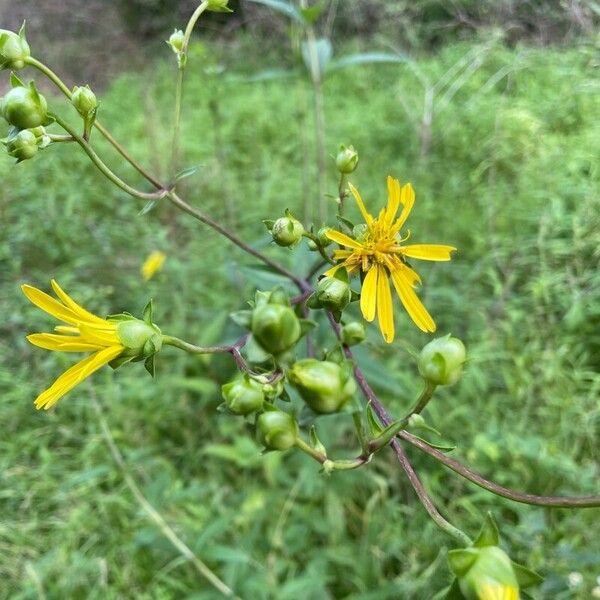 Silphium asteriscus Flor