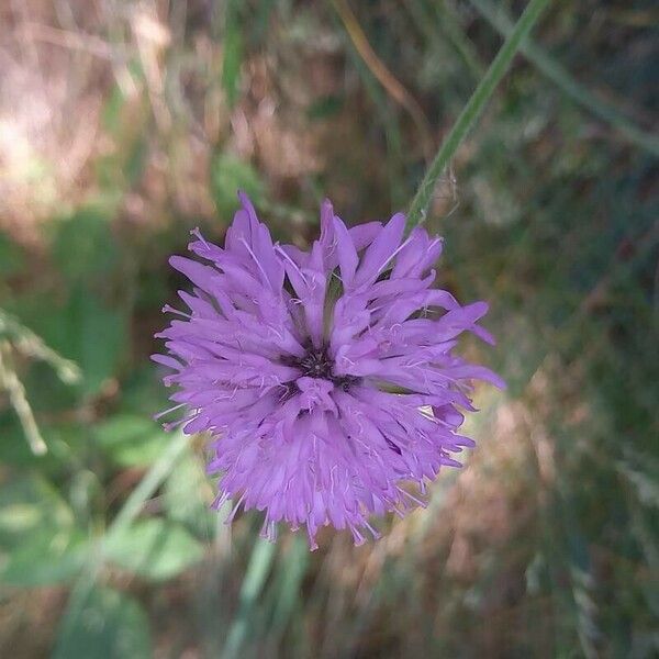 Knautia arvensis Кветка