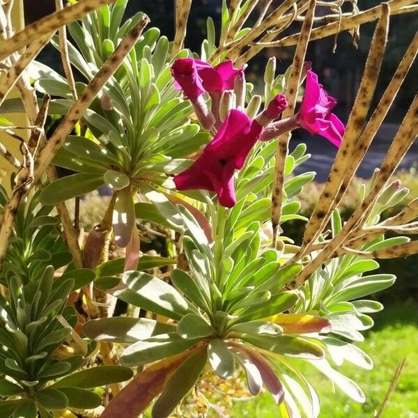 Matthiola maderensis Flower