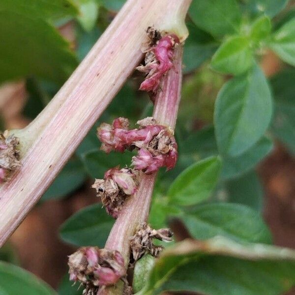 Amaranthus blitoides Frukt