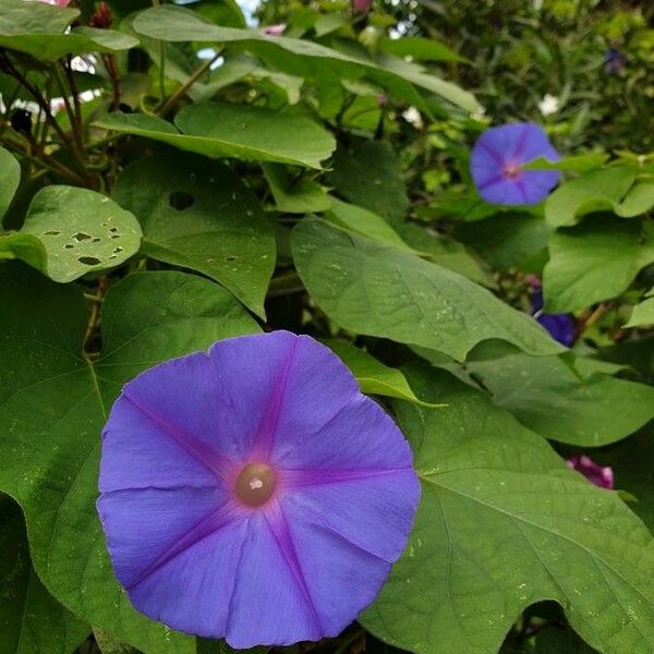 Ipomoea indica Flower