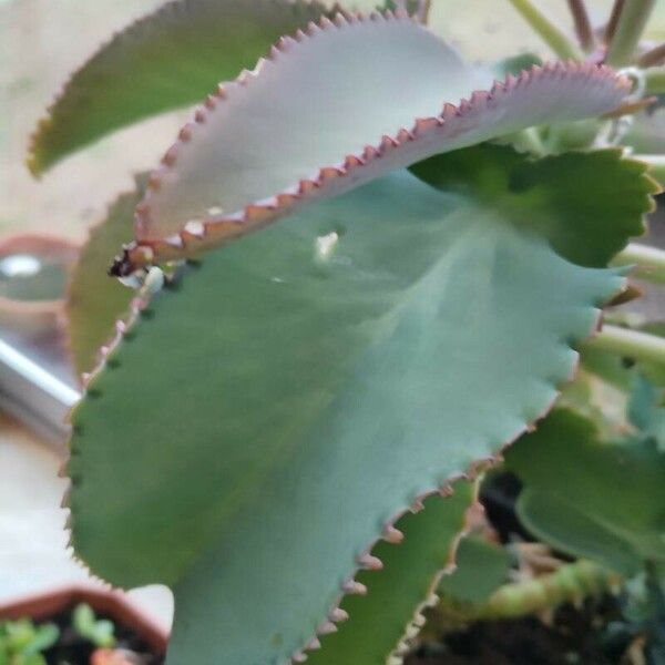 Kalanchoe laetivirens List