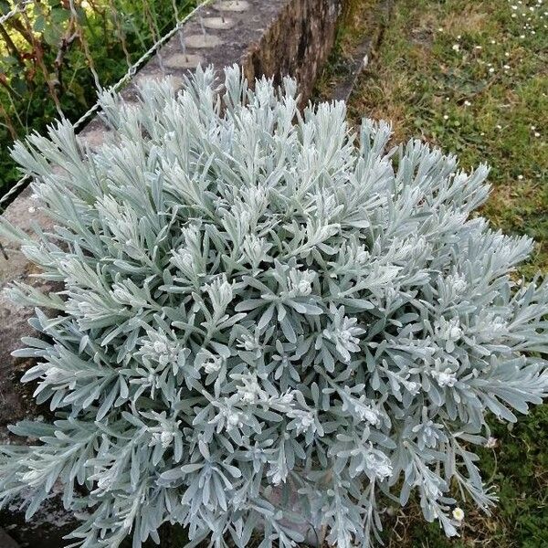 Helichrysum italicum Feuille