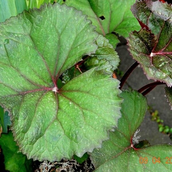 Ligularia dentata ഇല