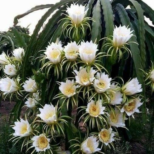 Hylocereus undatus Floro