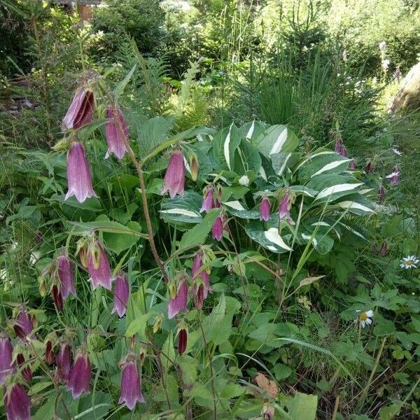 Campanula punctata Flower