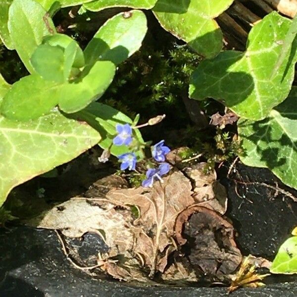 Veronica beccabunga Flor