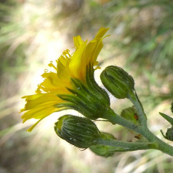 Hieracium umbellatum Žiedas