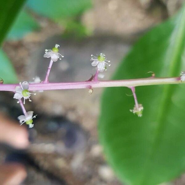 Phytolacca rivinoides Flower