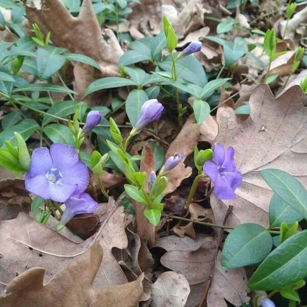 Vinca minor Blomma