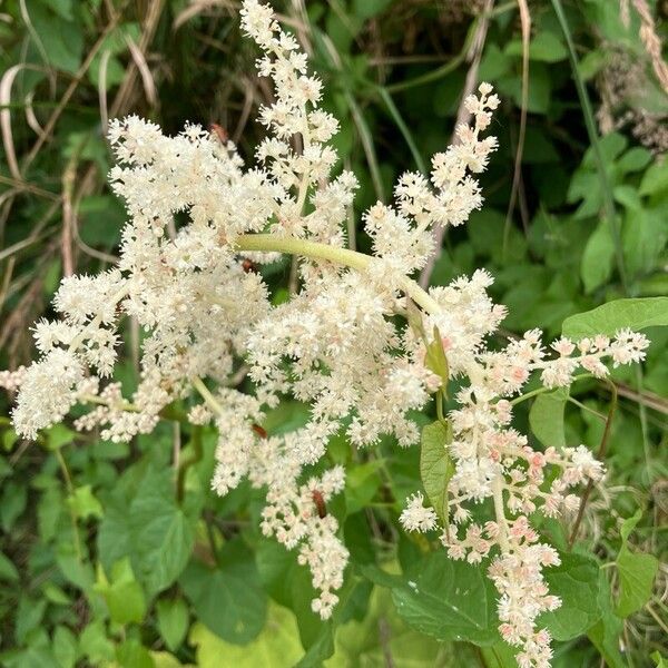 Astilboides tabularis फूल