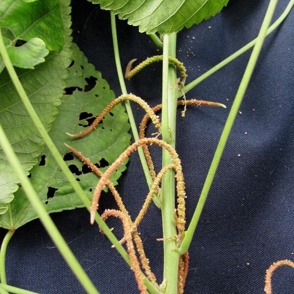 Acalypha villosa