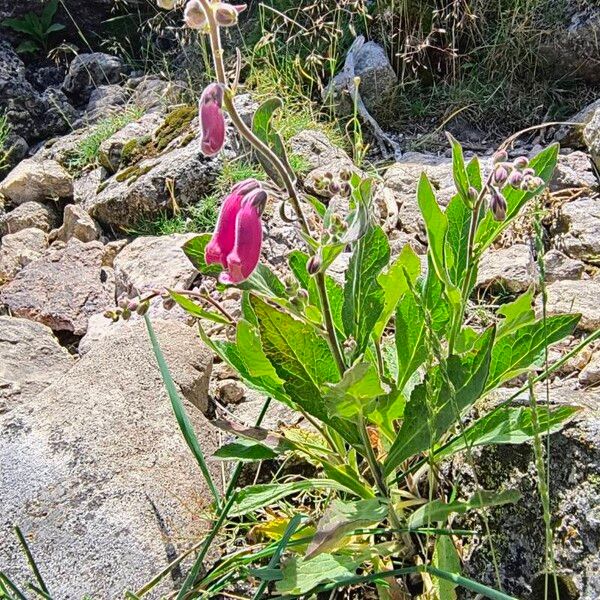 Digitalis thapsi Flower