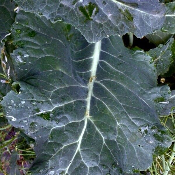 Brassica oleracea Blad