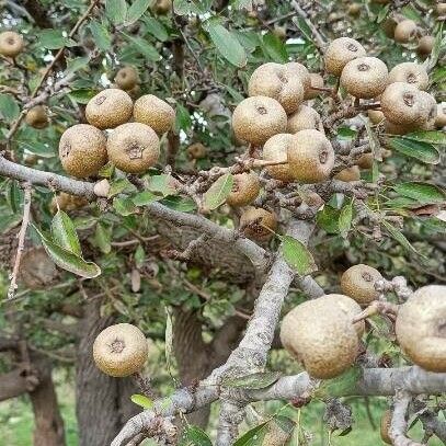 Pyrus spinosa Fruto