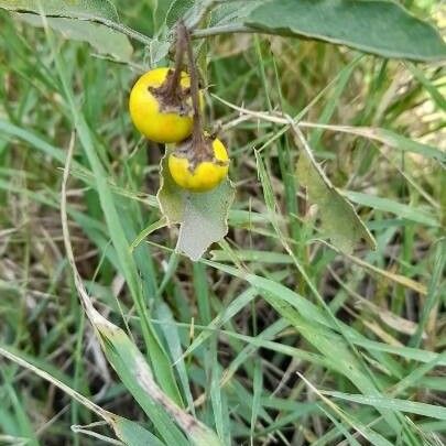 Solanum elaeagnifolium फल