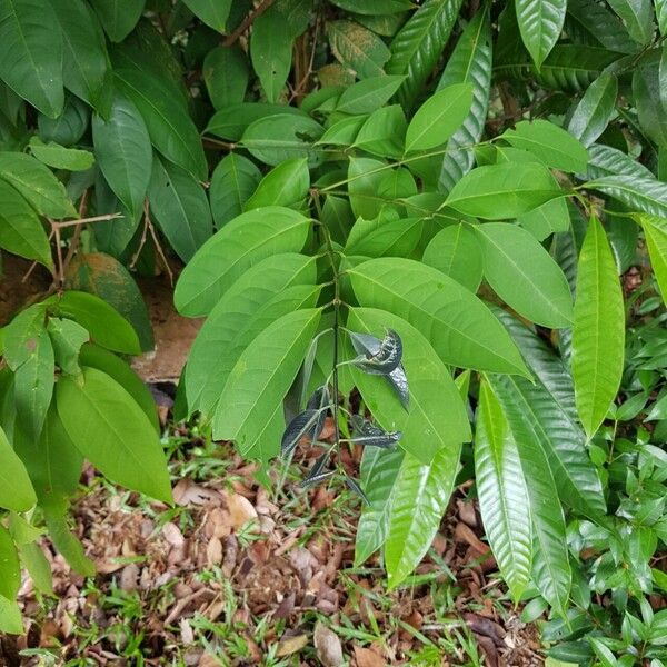 Syzygium ridleyi Liść