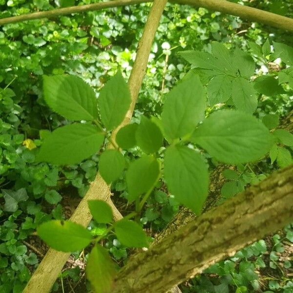 Sambucus nigra Φύλλο