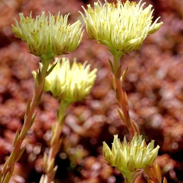 Petrosedum ochroleucum 花