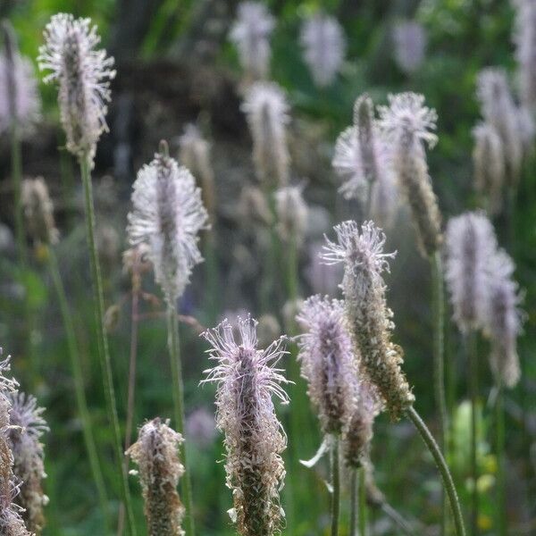 Plantago media Blüte