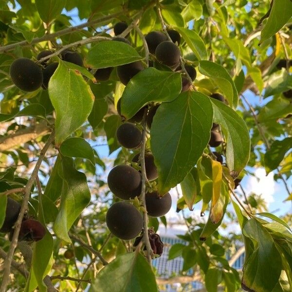 Dovyalis hebecarpa Fruit