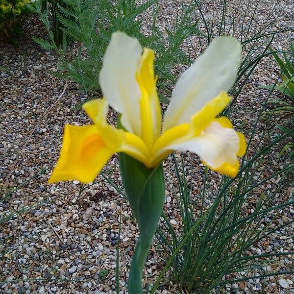 Iris orientalis Flower