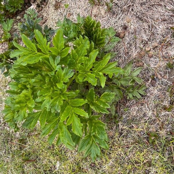 Angelica lucida Folha