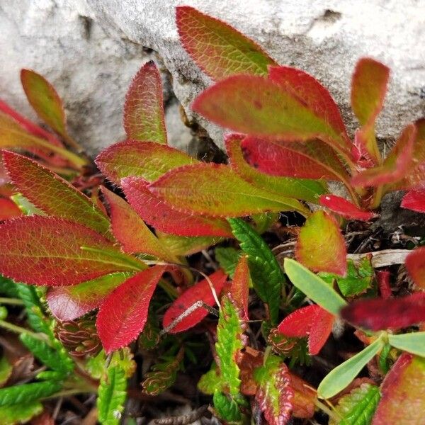 Arctous alpina Feuille